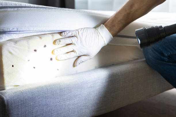 Best Termite Control Services  in Charlotte, MI